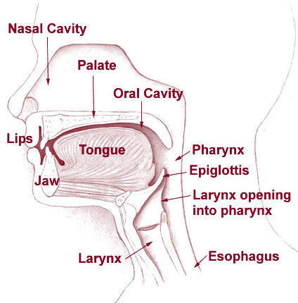 Head and Neck Parts