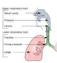 Respirtory Tract