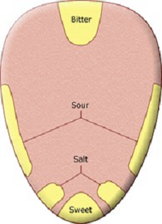 Tongue Taste Zones